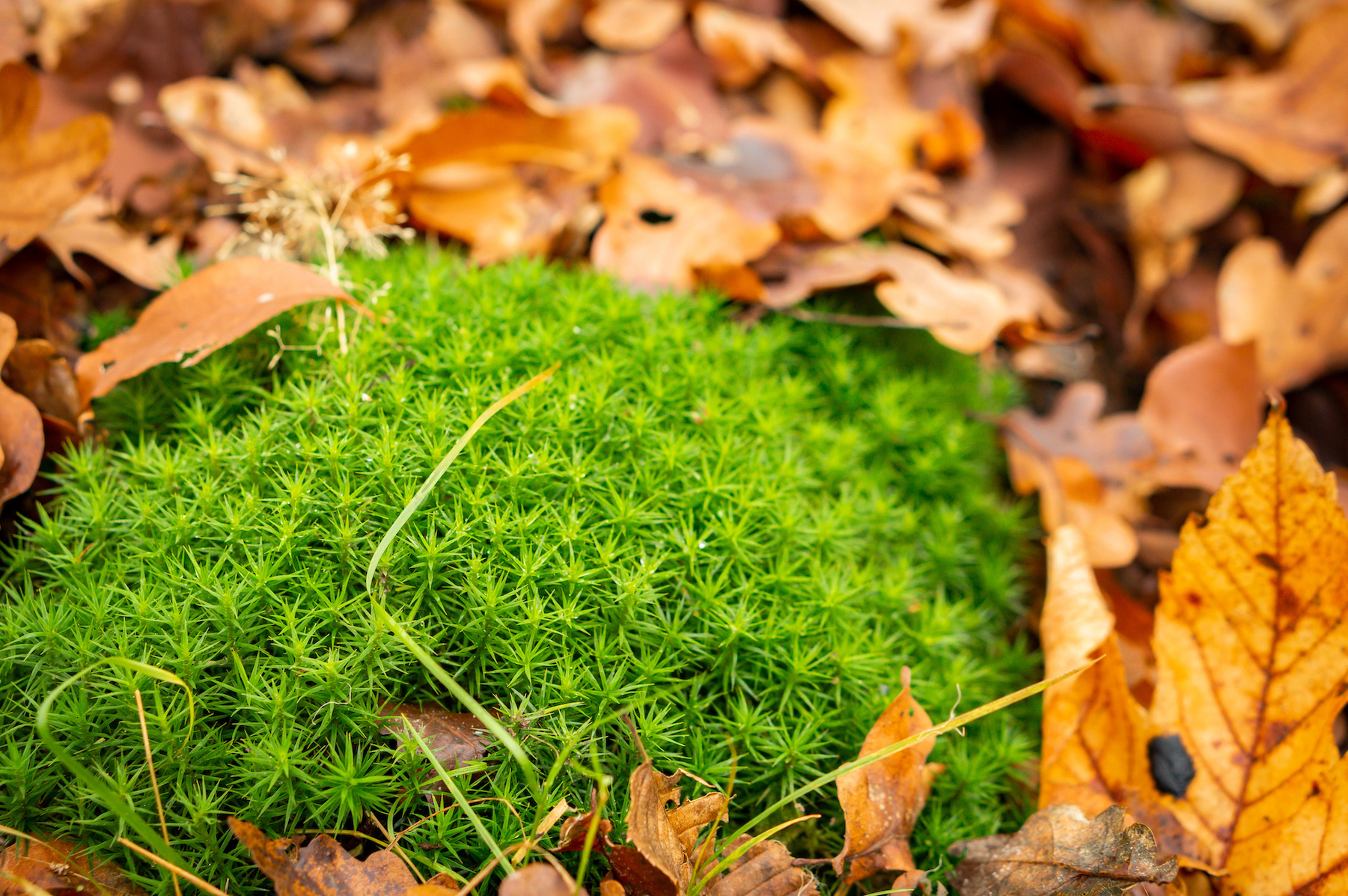A closeup shot of sphagnum moss through golden leaves fallen on the ground Von Wirestock